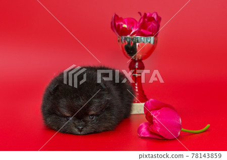 Little pomeranian puppy, cup and tulips Little pomeranian puppy, cup and tulips 78143859