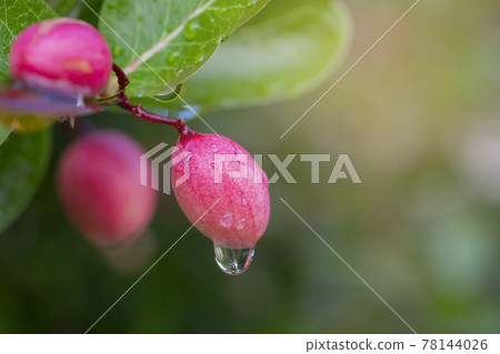 Mango yawn, lemon wooing, water droplets, refreshing red, green background, space for text Mango yawn, lemon wooing, water droplets, refreshing red, green background, space for text 78144026