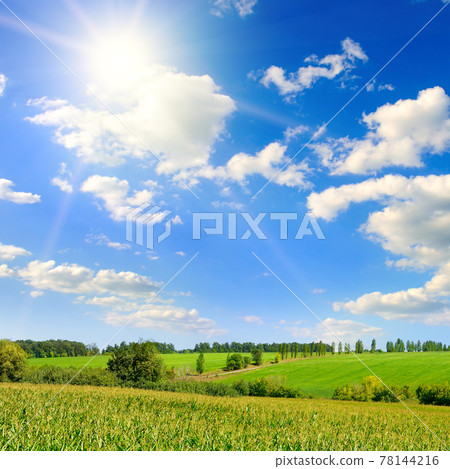 Corn field and sky with beautiful clouds 78144216