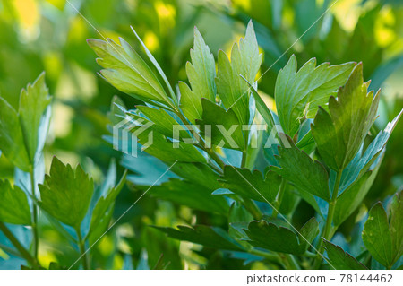 Spices and Herbs, Lovage plant (Levisticum officinale) growing in the garden. Spices and Herbs, Lovage plant (Levisticum officinale) growing in the garden. 78144462