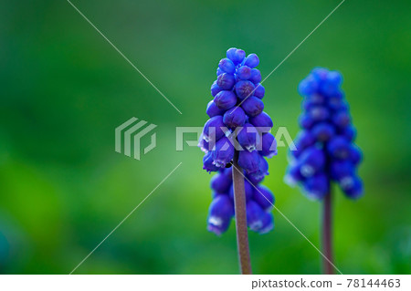Blue muscari flower in spring garden Blue muscari flower in spring garden 78144463