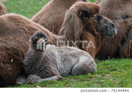 Family of Bactrian camel with cub, Camelus bactrianus. Also known as the Mongolian camel. Family of Bactrian camel with cub, Camelus bactrianus. Also known as the Mongolian camel. 78144464