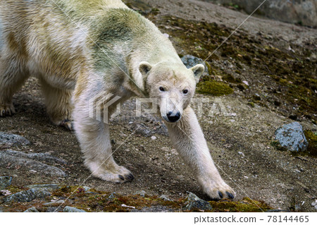 Polar bear on a rock Polar bear on a rock 78144465