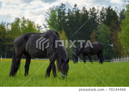 Black Friesian Horses on the pasture. Czech republic Black Friesian Horses on the pasture. Czech republic 78144466