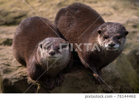 Two Oriental small-clawed otters on stone, Aonyx cinereus Two Oriental small-clawed otters on stone, Aonyx cinereus 78144468