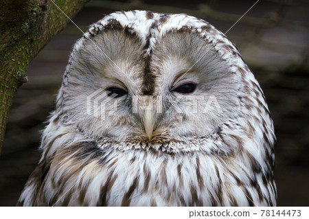 Portrait of Ural owl, Strix uralensis. 78144473