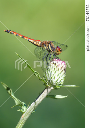 Natsuakane (female) perching on the bud of thistle 78144781