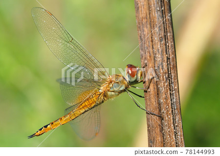 Ushubitonbo (female) 78144993