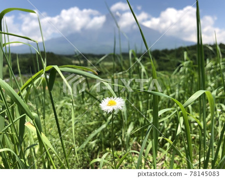 Small white flower sideways Small white flower sideways 78145083