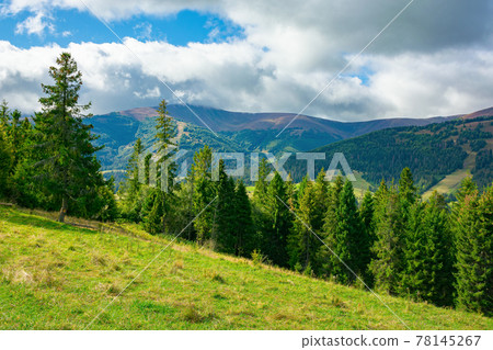 spruce forest on the grassy hillside meadow. carpathian mountain landscape on a cloudy summer day spruce forest on the grassy hillside meadow. carpathian mountain landscape on a cloudy summer day 78145267