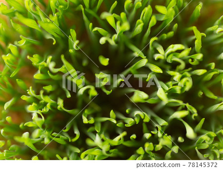Green grass background. Young sprouts of lush green grass. Green grass background. Young sprouts of lush green grass. 78145372