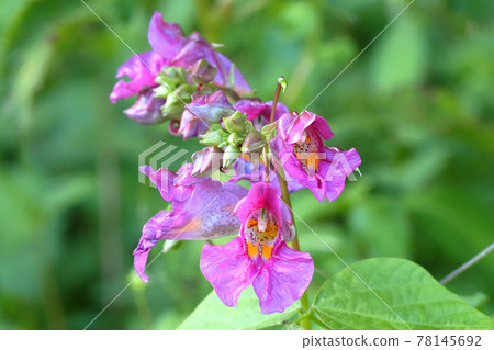 Red flower flowers Red flower flowers 78145692