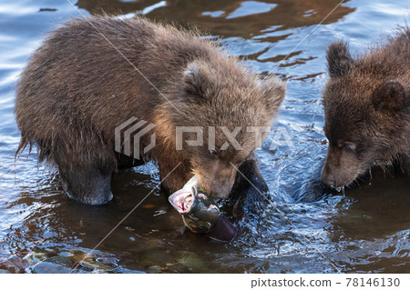Brown bear cub fishing red salmon fish in river during spawning, eat fish while standing in water 78146130