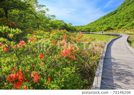 Japanese azalea and boardwalk 78146206