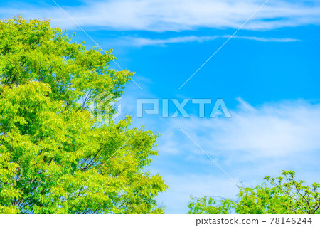 Fresh green and blue sky [Nagano Prefecture] 78146244