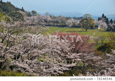 Cherry blossoms at Maruoka Park Cherry blossoms at Maruoka Park 78146546