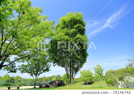 Zelkova fresh green Zelkova fresh green 78146748