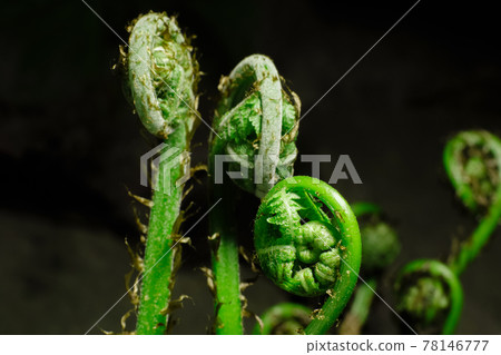 Bracken in the forest with abstract blur. 78146777