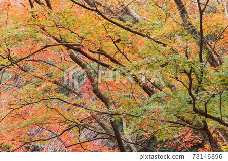 Yuhidaki附近的楓葉秋葉,顏色為綠色,黃色和紅色,一棵樹 Yuhidaki附近的楓葉秋葉,顏色為綠色,黃色和紅色,一棵樹 78146896