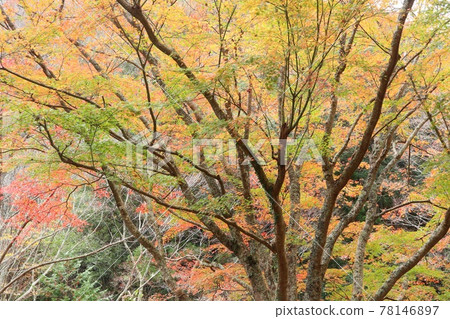 Yuhidaki附近的楓葉秋葉，顏色為綠色，黃色和紅色，一棵樹 78146897