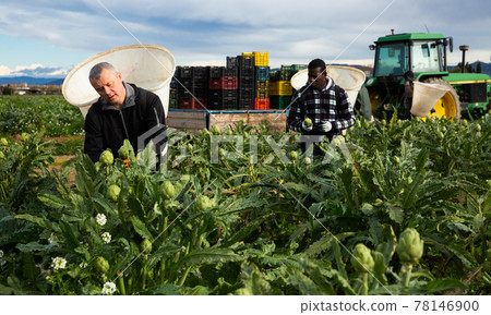 Farmers hand harvesting ripe artichokes 78146900