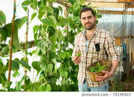 Farmer harvesting green peas in a greenhouse 78146903