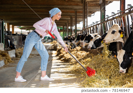 Young woman farmer with shovel working and taking care cows Young woman farmer with shovel working and taking care cows 78146947