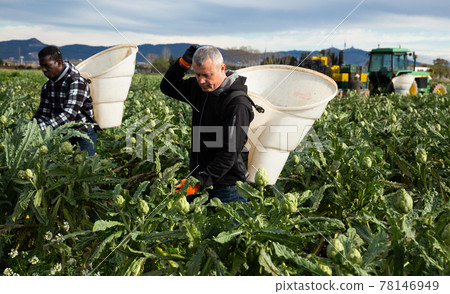 Men professional gardeners picking artichokes in rural 78146949