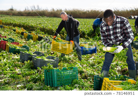 Men professional gardeners during harvesting of celery Men professional gardeners during harvesting of celery 78146951
