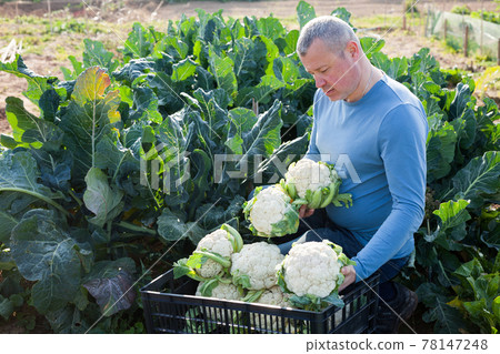 Mature male professional horticulturist sitting with harvest of cauliflower 78147248