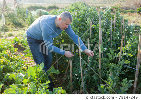 Man gardener attentively working with pea and soy seedlings 78147249