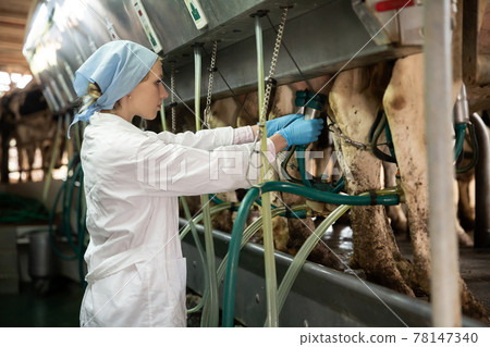 Dairy-woman working in cowshed Dairy-woman working in cowshed 78147340