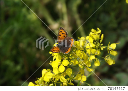 山艾樹從油菜花中吸取花蜜 78147617