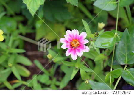百日草花 百日草花 78147627
