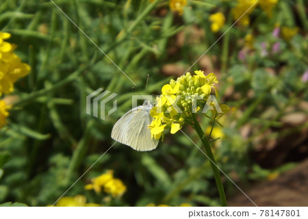 從油菜花中吸取花蜜的白菜蝶 78147801