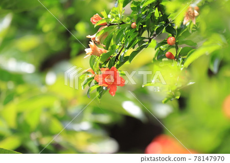已經開始膨脹的石榴花蕾和果實 已經開始膨脹的石榴花蕾和果實 78147970