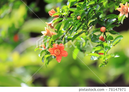 已經開始膨脹的石榴花蕾和果實 78147971