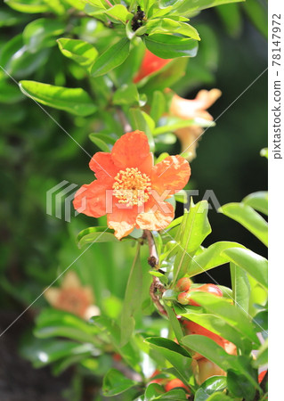 已經開始膨脹的石榴花蕾和果實 78147972