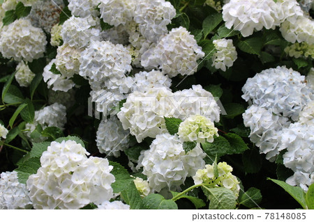 雨季繡球花觀音寺福知山名勝【京都府】 78148085