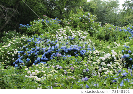 雨季繡球花觀音寺福知山名勝【京都府】 78148101