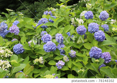 雨季繡球花觀音寺福知山名勝【京都府】 78148102