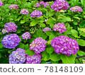 hydrangea   78148109