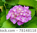 hydrangea   78148118