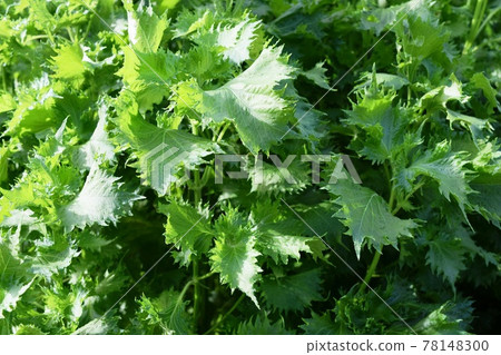 Perilla field leafy vegetables 78148300