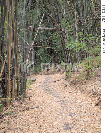 Green bamboo forest Green bamboo forest 78148331
