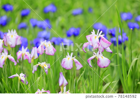 Umami Hill Park Spring Flower Iris Garden in full bloom 78148592