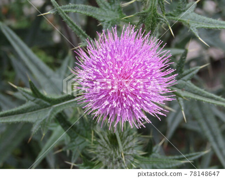 Thistle flowers Thistle flowers 78148647