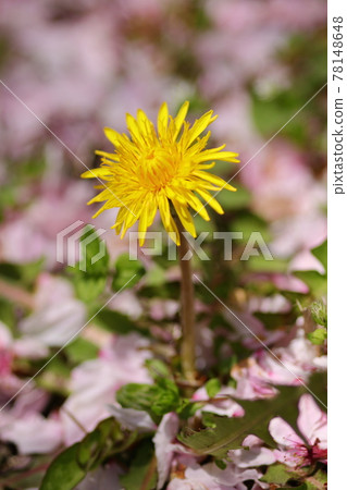 Cherry blossom petals and dandelions 78148648
