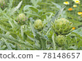 Green artichoke buds early summer field 78148657