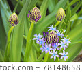 Pretty flowers of Scilla peruviana Spring garden 78148658